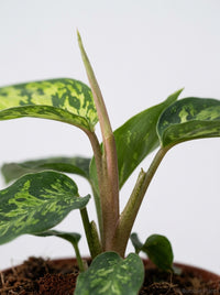 Homalomena 'Camouflage'