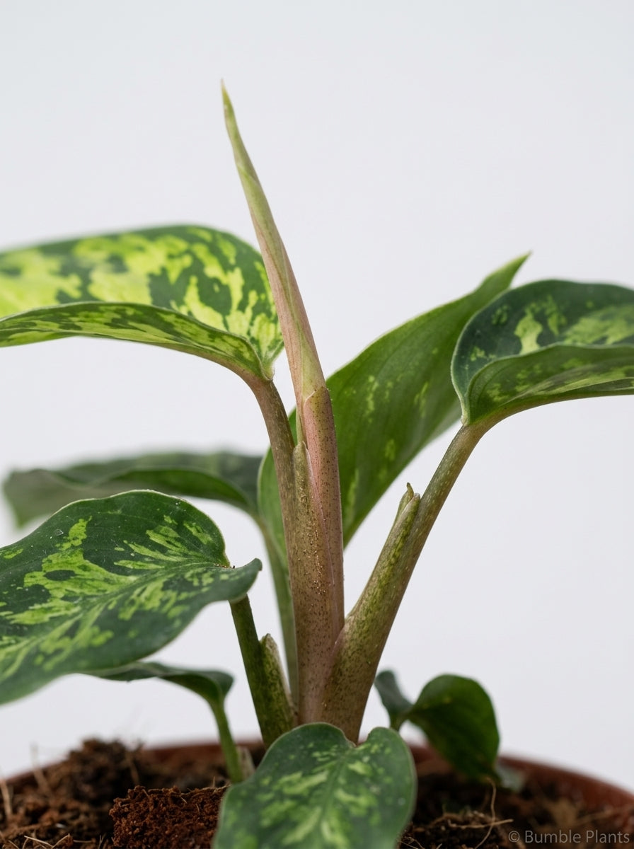 Homalomena 'Camouflage'