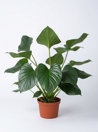 Homalomena 'Emerald Gem'