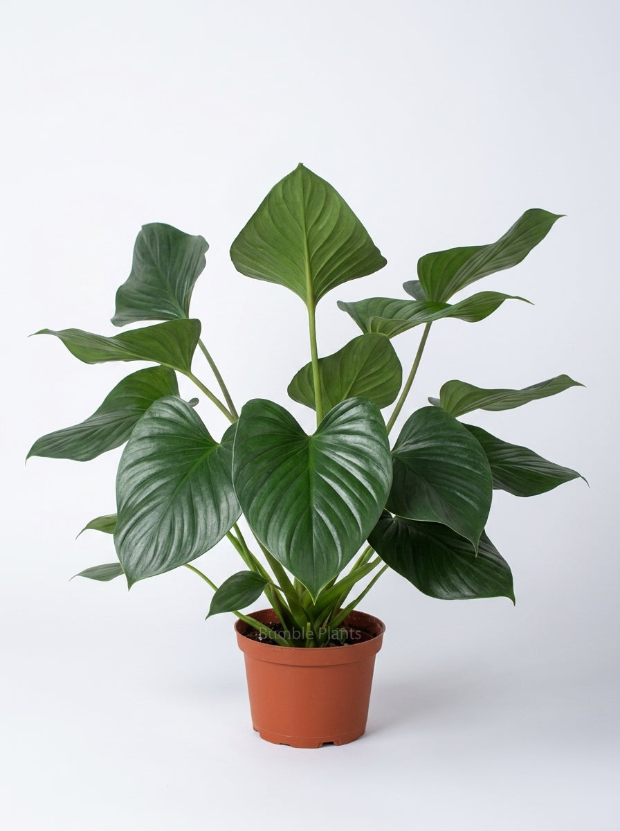 Homalomena 'Emerald Gem'