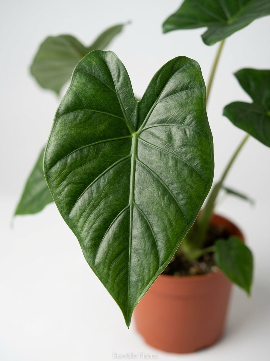 Homalomena 'Emerald Gem'