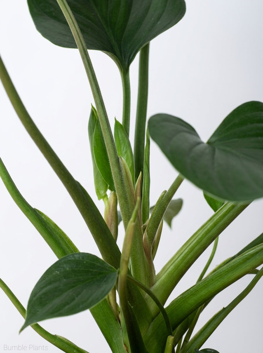 Homalomena 'Emerald Gem'