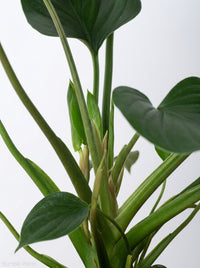 Homalomena 'Emerald Gem'