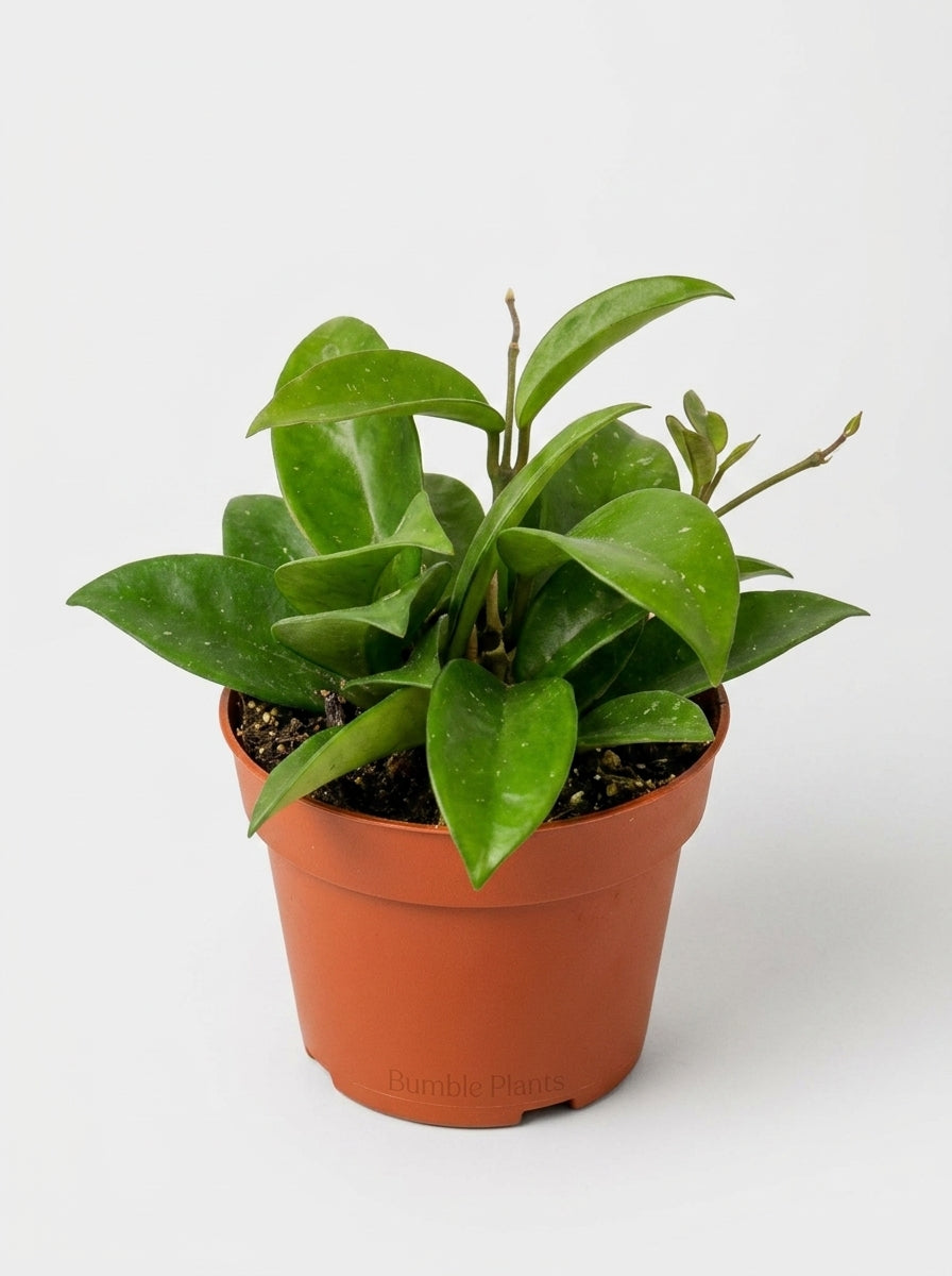 Hoya Carnosa Honey Plant
