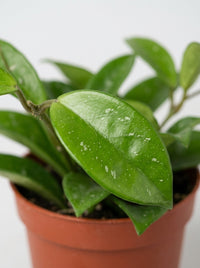 Hoya Carnosa Honey Plant