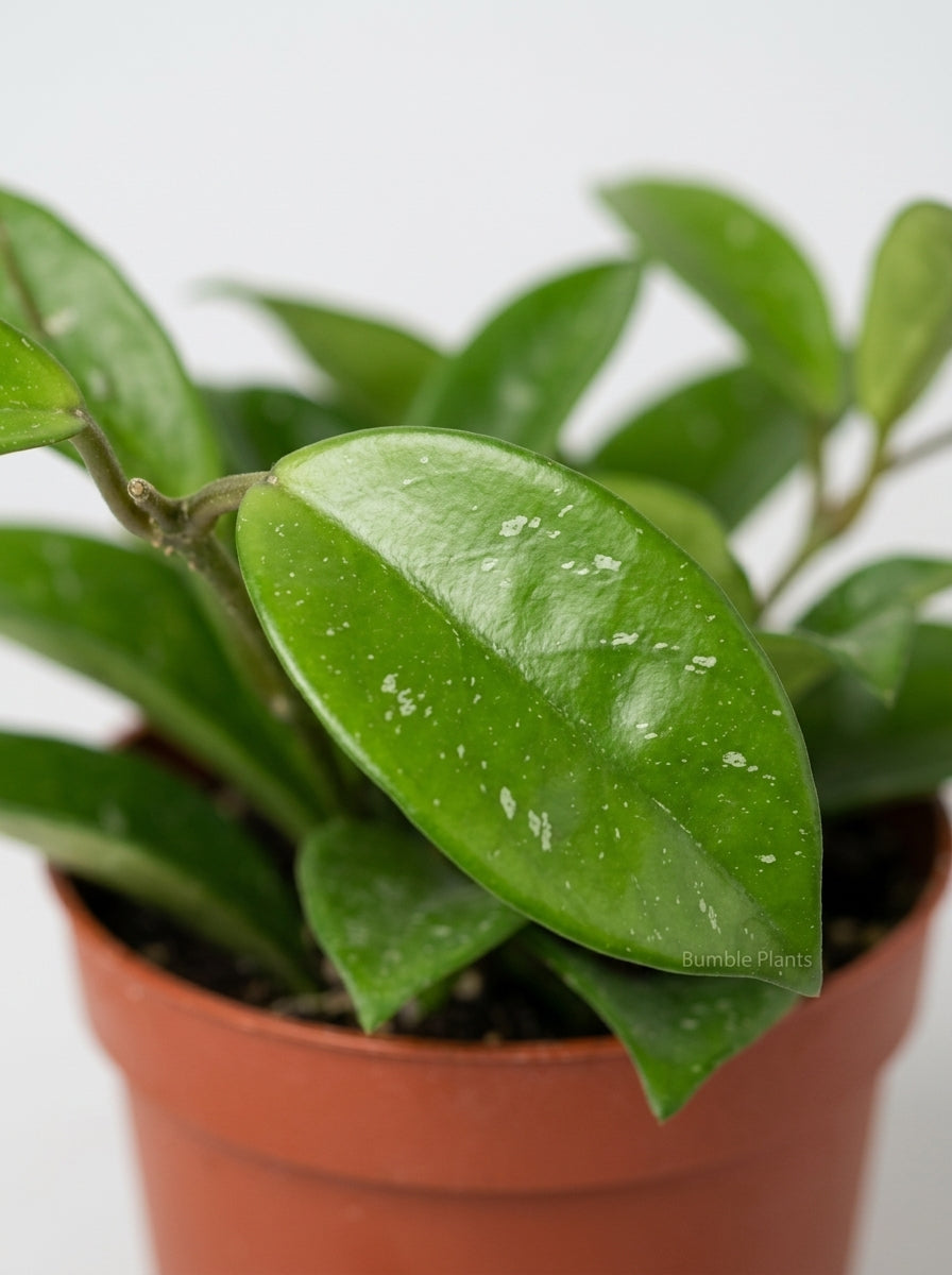 Hoya Carnosa Honey Plant