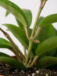 Hoya Carnosa Honey Plant