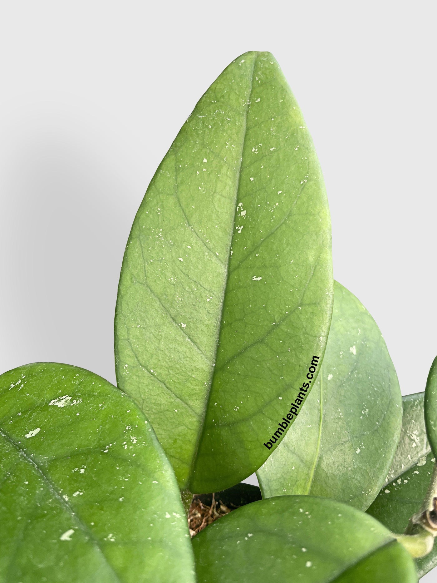 Hoya Fungii - Bumble Plants