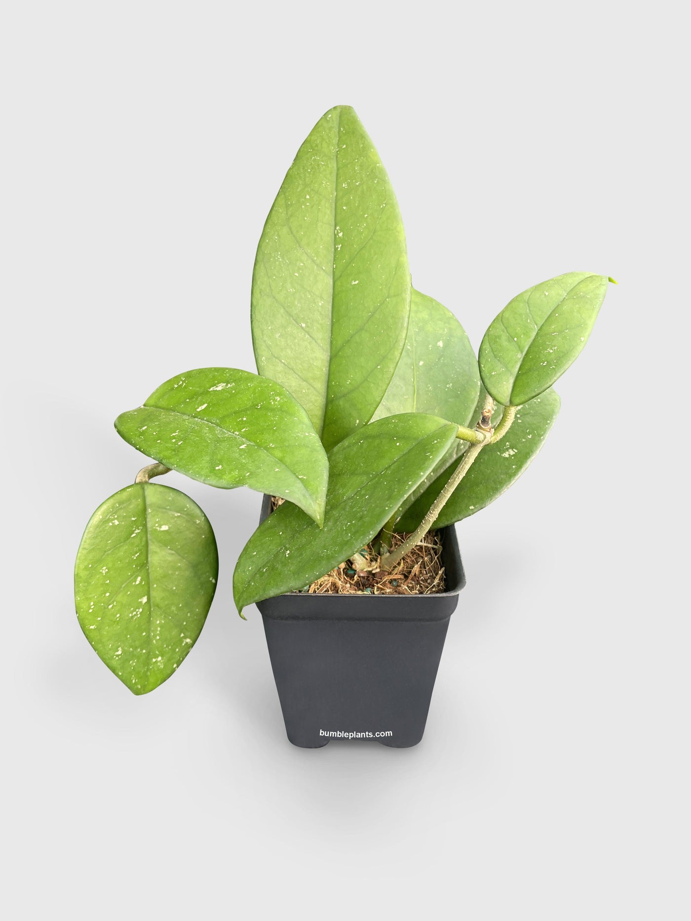 Hoya Fungii - Bumble Plants