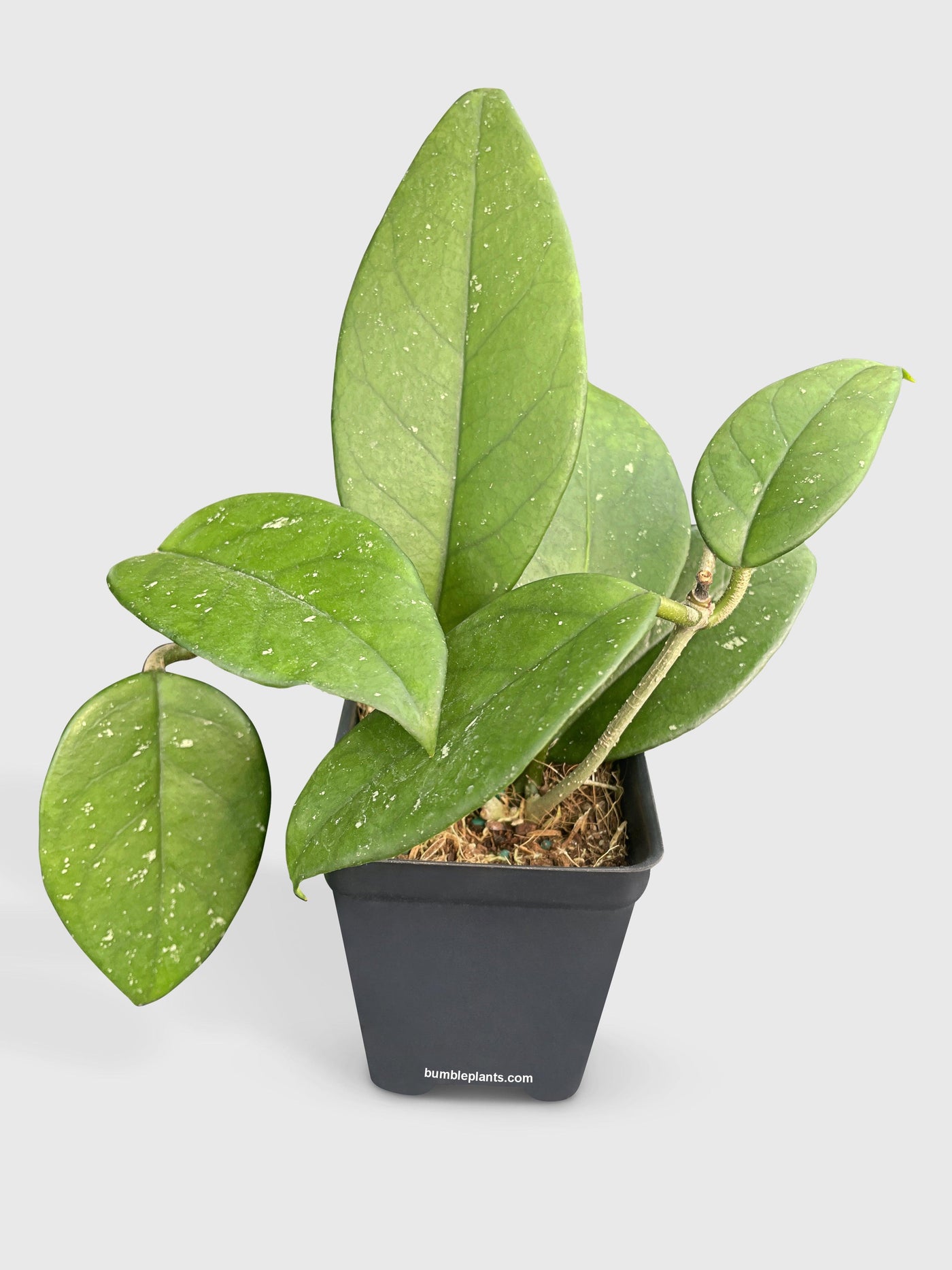 Hoya Fungii - Bumble Plants