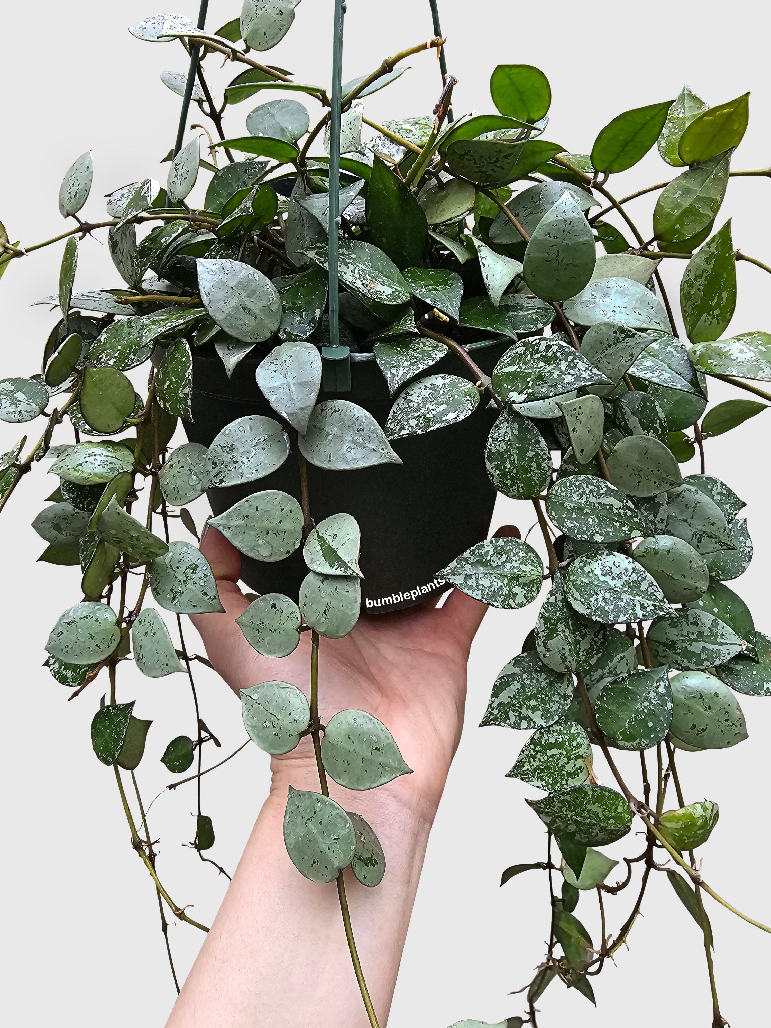 Bumble Plants Hoya Krohniana - Thumbnail 3