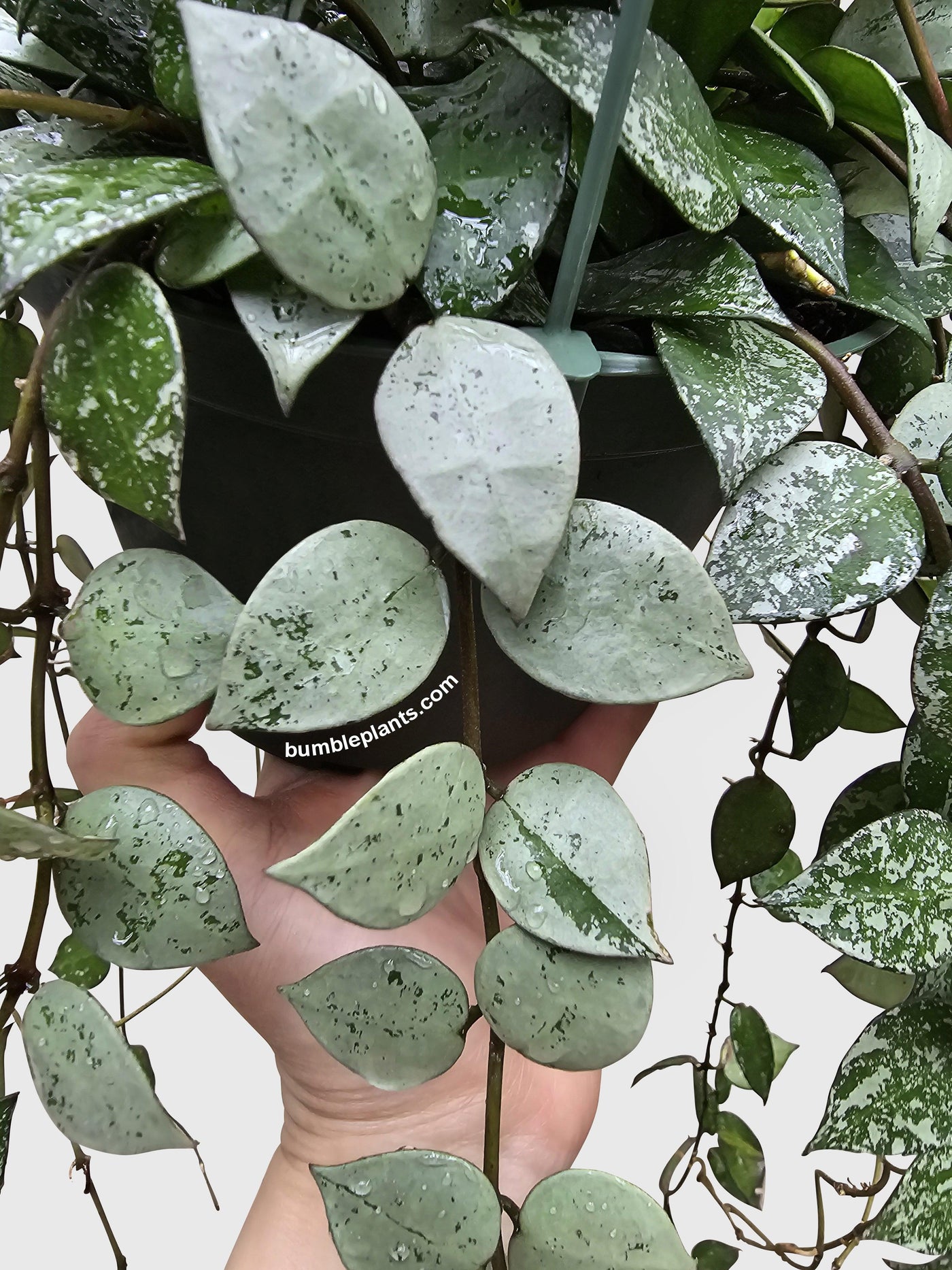 Hoya Krohniana Super Eskimo - Bumble Plants