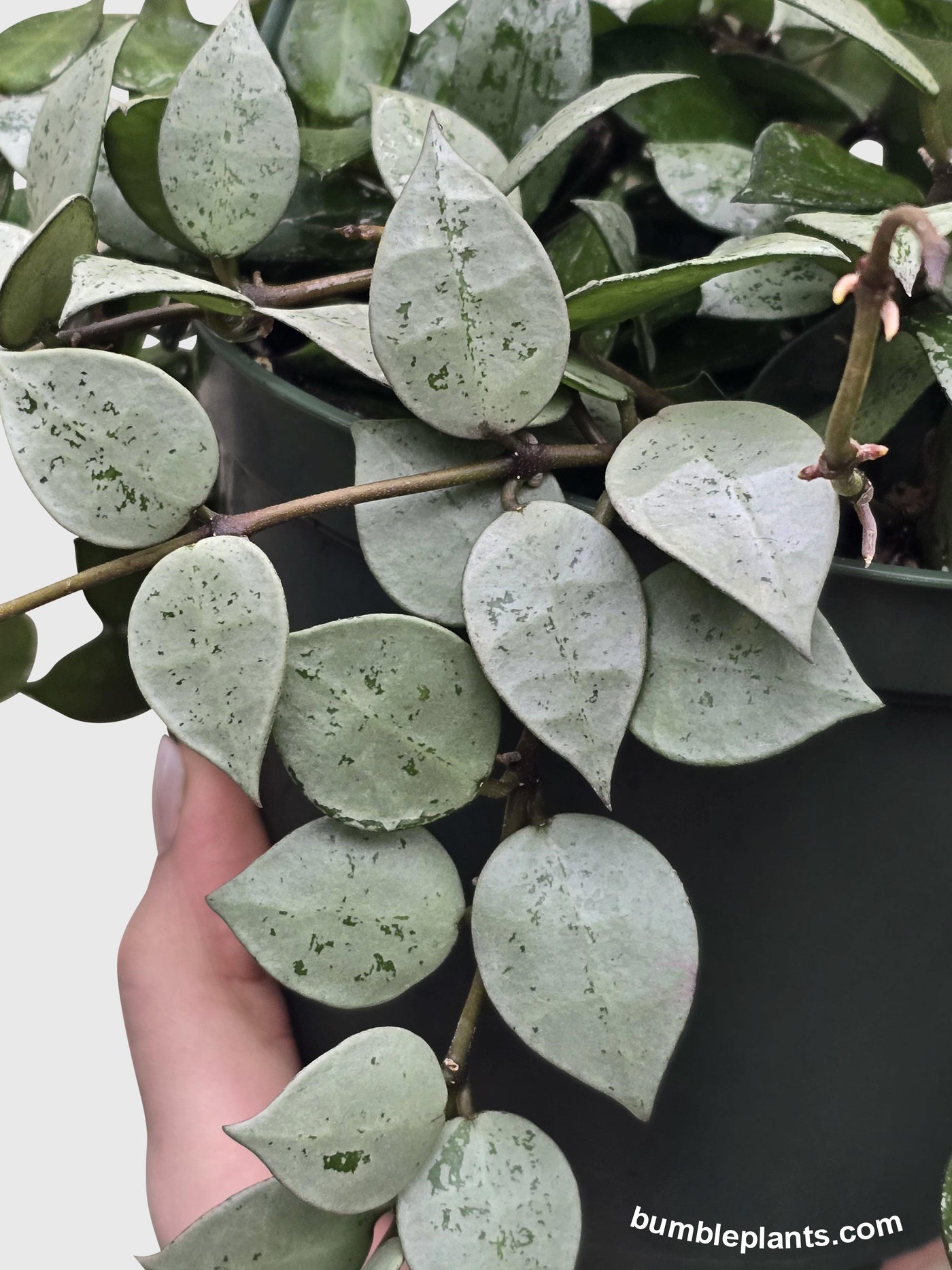 Hoya Krohniana Super Eskimo - Bumble Plants
