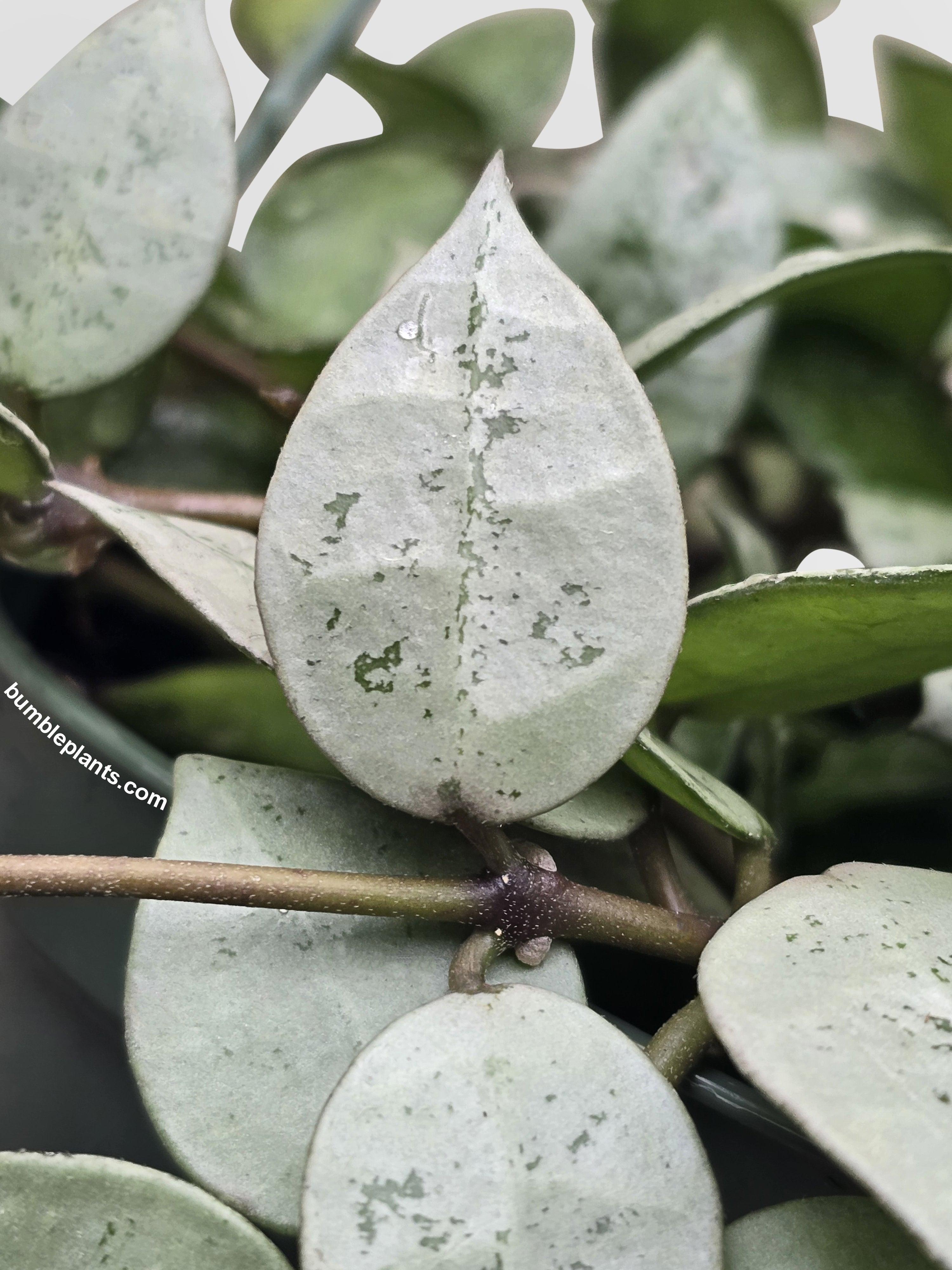 Bumble Plants Hoya Krohniana - Thumbnail 4