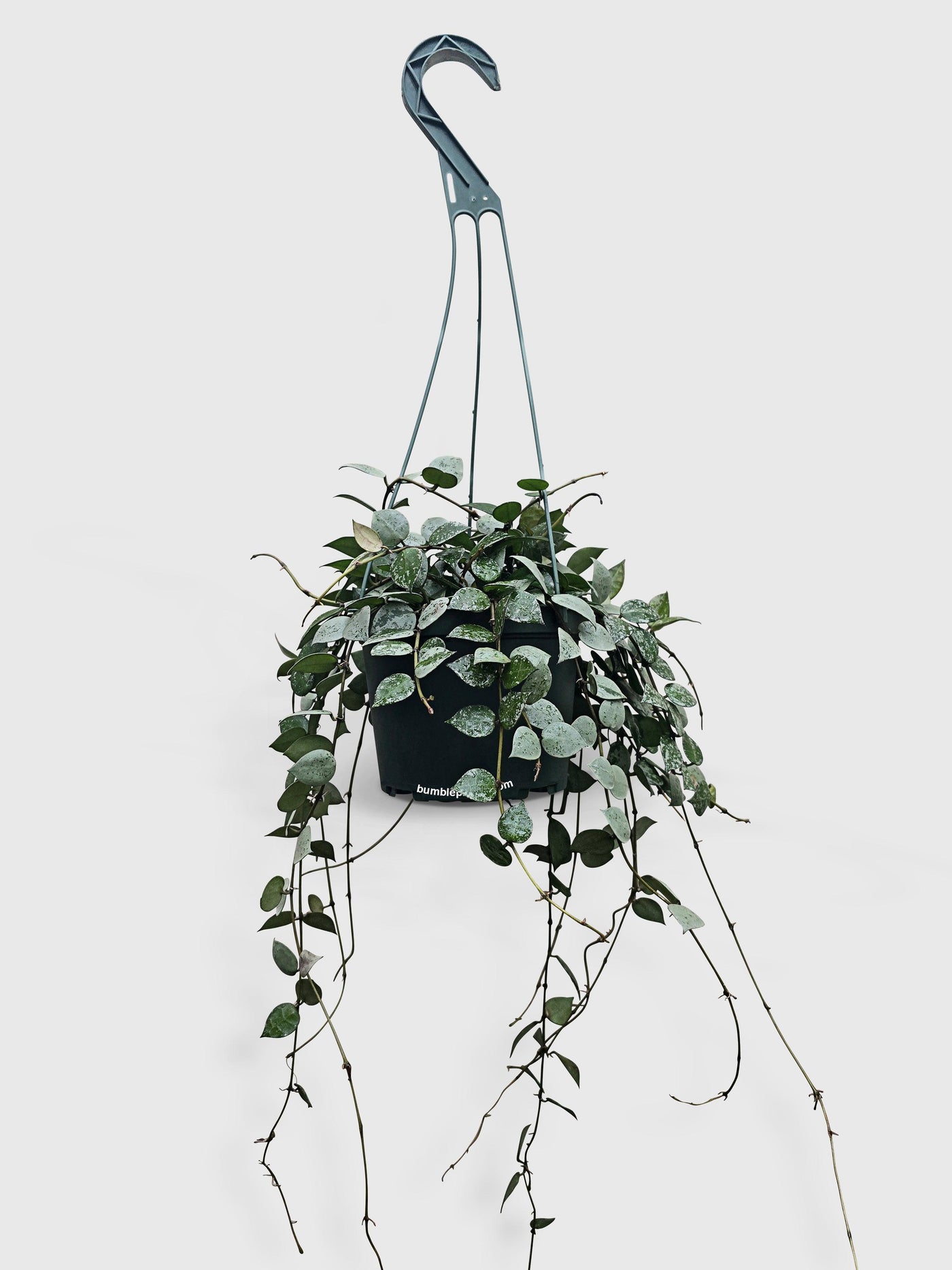 Hoya Krohniana Super Eskimo - Bumble Plants