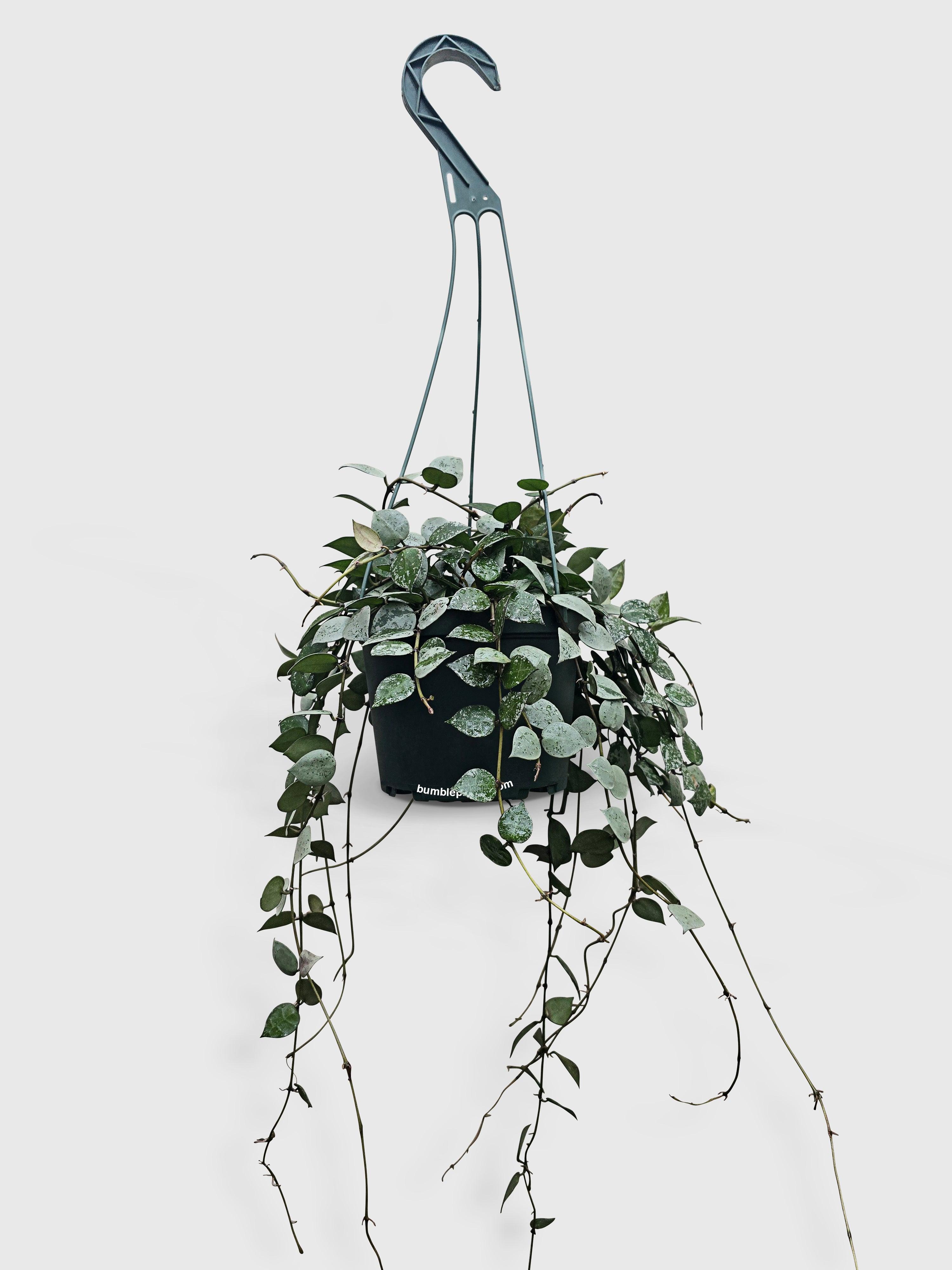 Hoya Krohniana Super Eskimo - Bumble Plants
