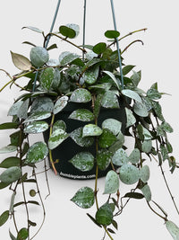 Hoya Krohniana Super Eskimo - Bumble Plants