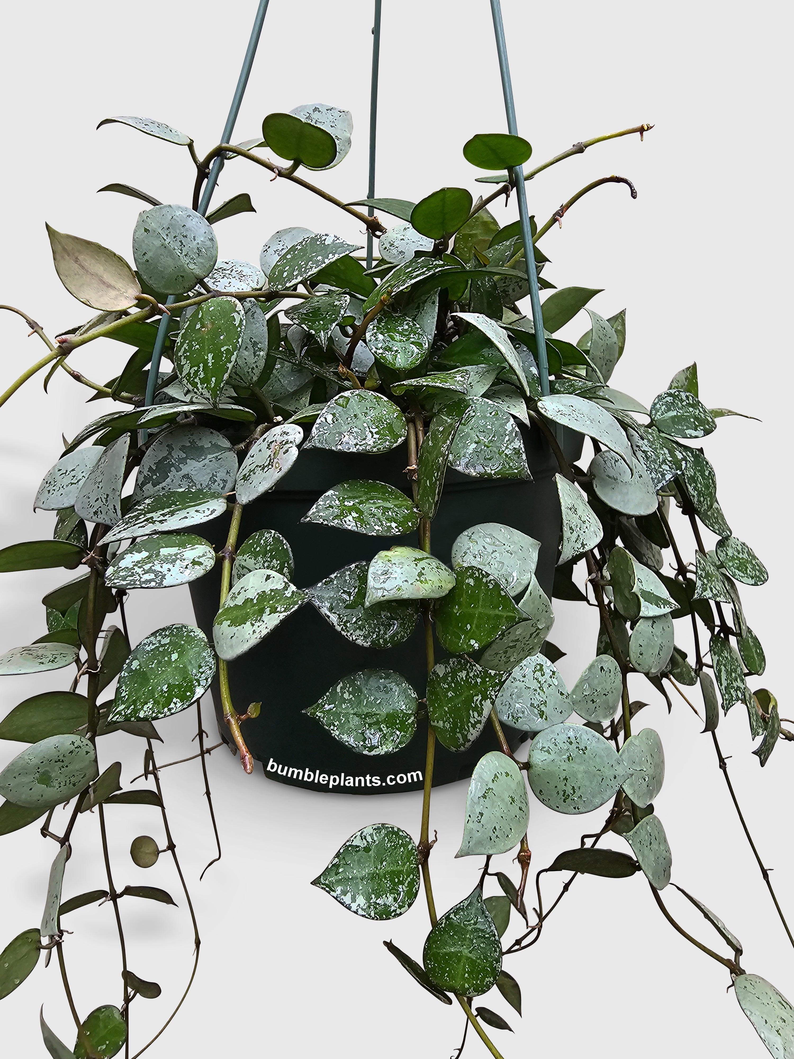 Hoya Krohniana Super Eskimo - Bumble Plants
