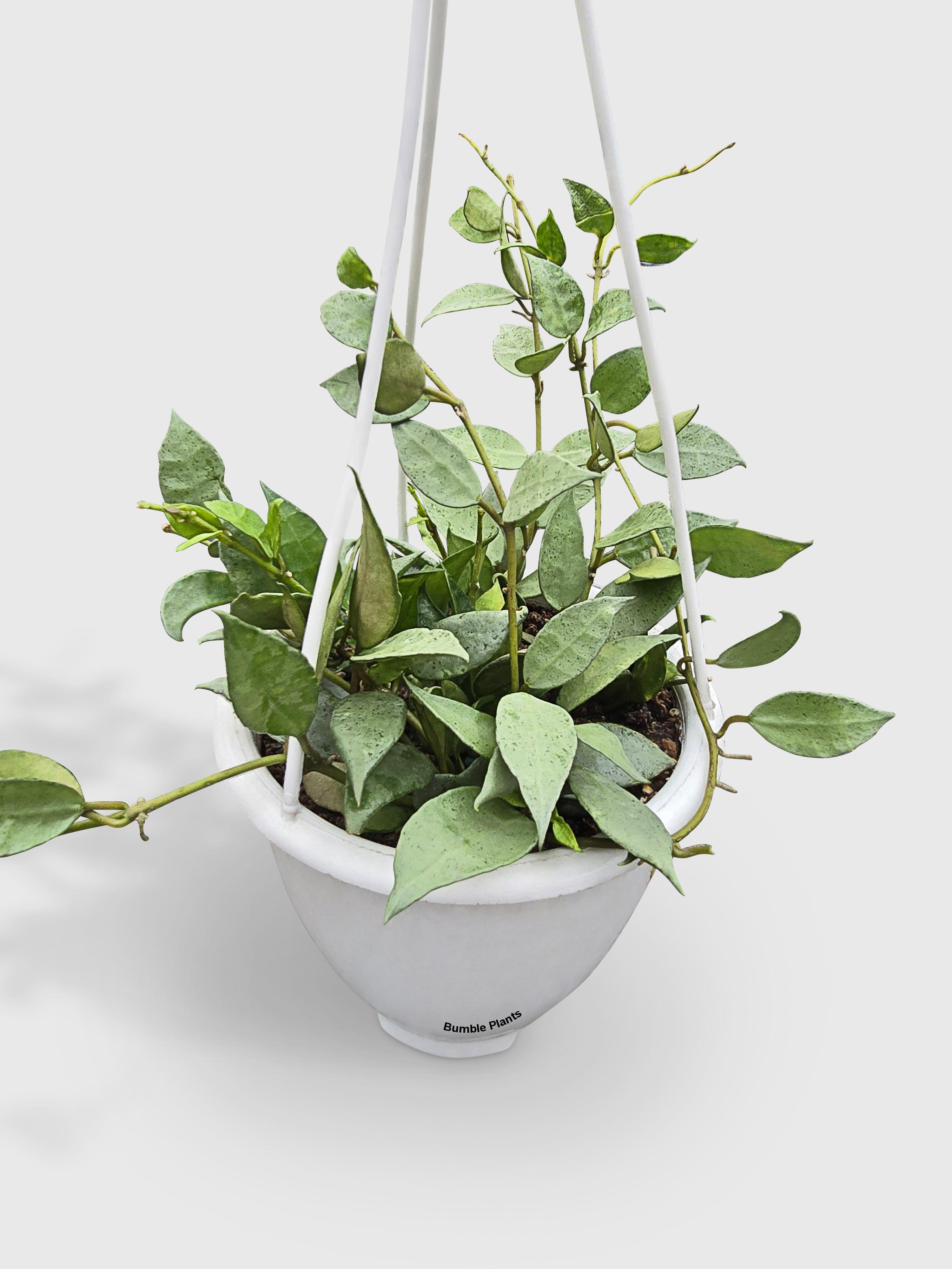 Hoya Lacunosa 'Silver Mint Coin' · Bumble Plants