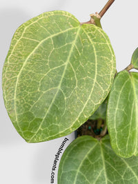 Hoya Latifolia sp. Sarawak Cream - Bumble Plants