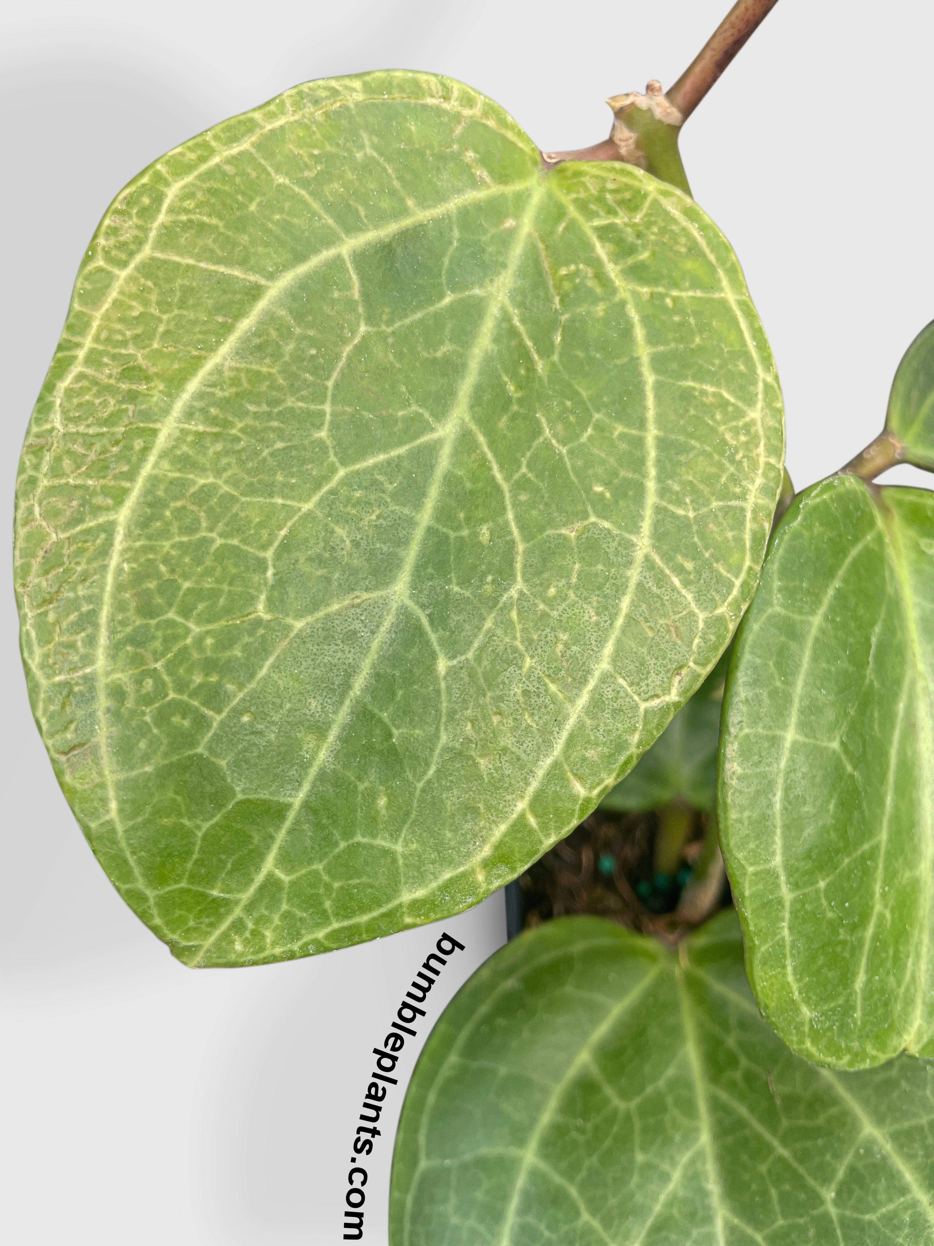 Hoya Latifolia sp. Sarawak Cream - Bumble Plants