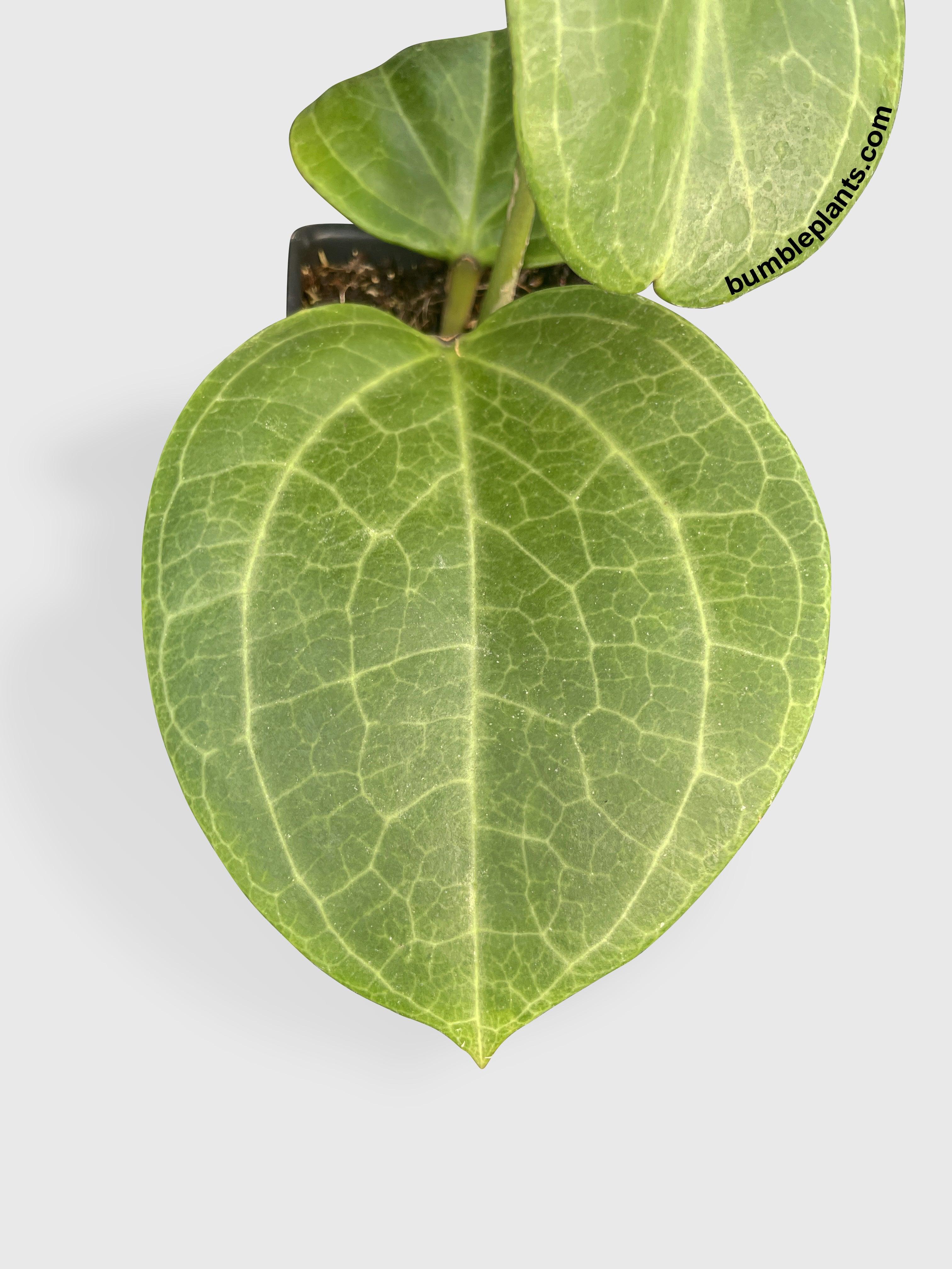 Hoya Latifolia sp. Sarawak Cream - Bumble Plants