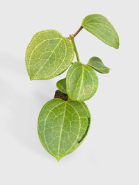 Hoya Latifolia sp. Sarawak Cream - Bumble Plants