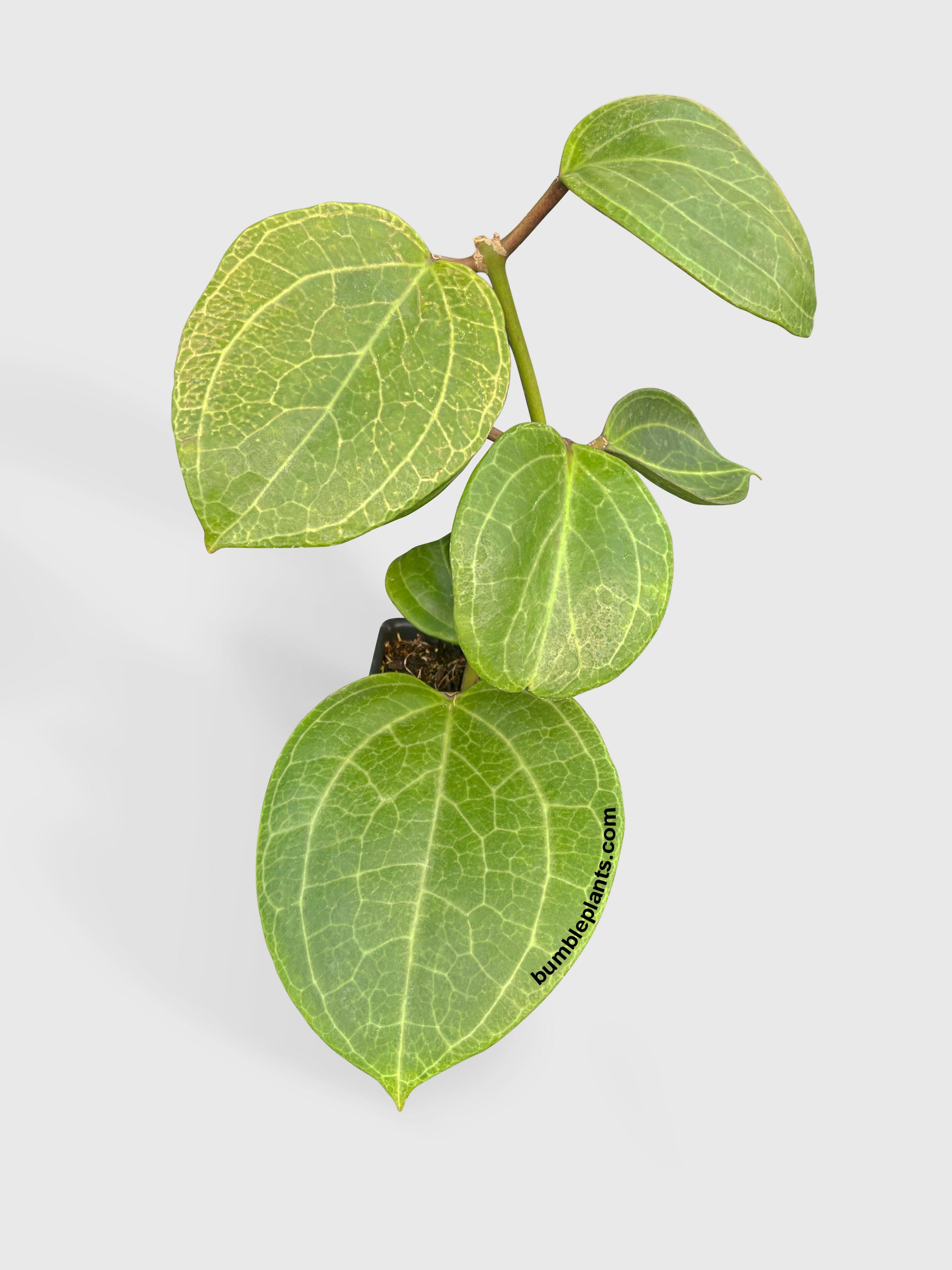 Hoya Latifolia sp. Sarawak Cream - Bumble Plants