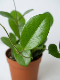 Hoya Australis Lisa