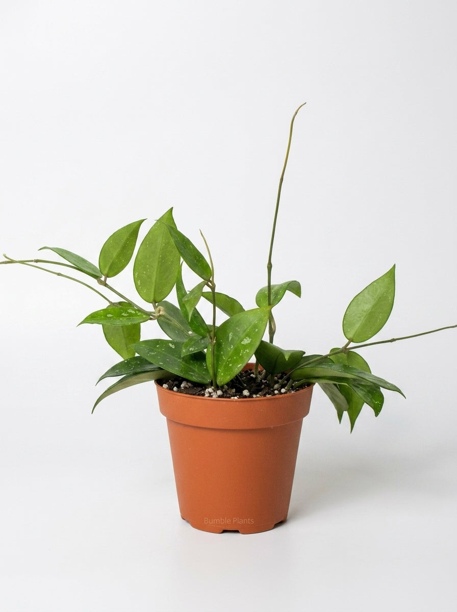 Hoya 'Black Margin'