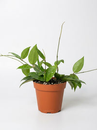 Hoya 'Black Margin'