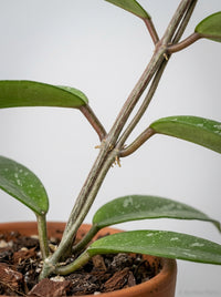 Hoya 'Black Margin'
