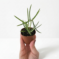 Hoya Linearis