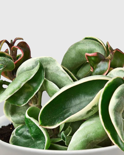 Variegated Hoya Hindu Rope