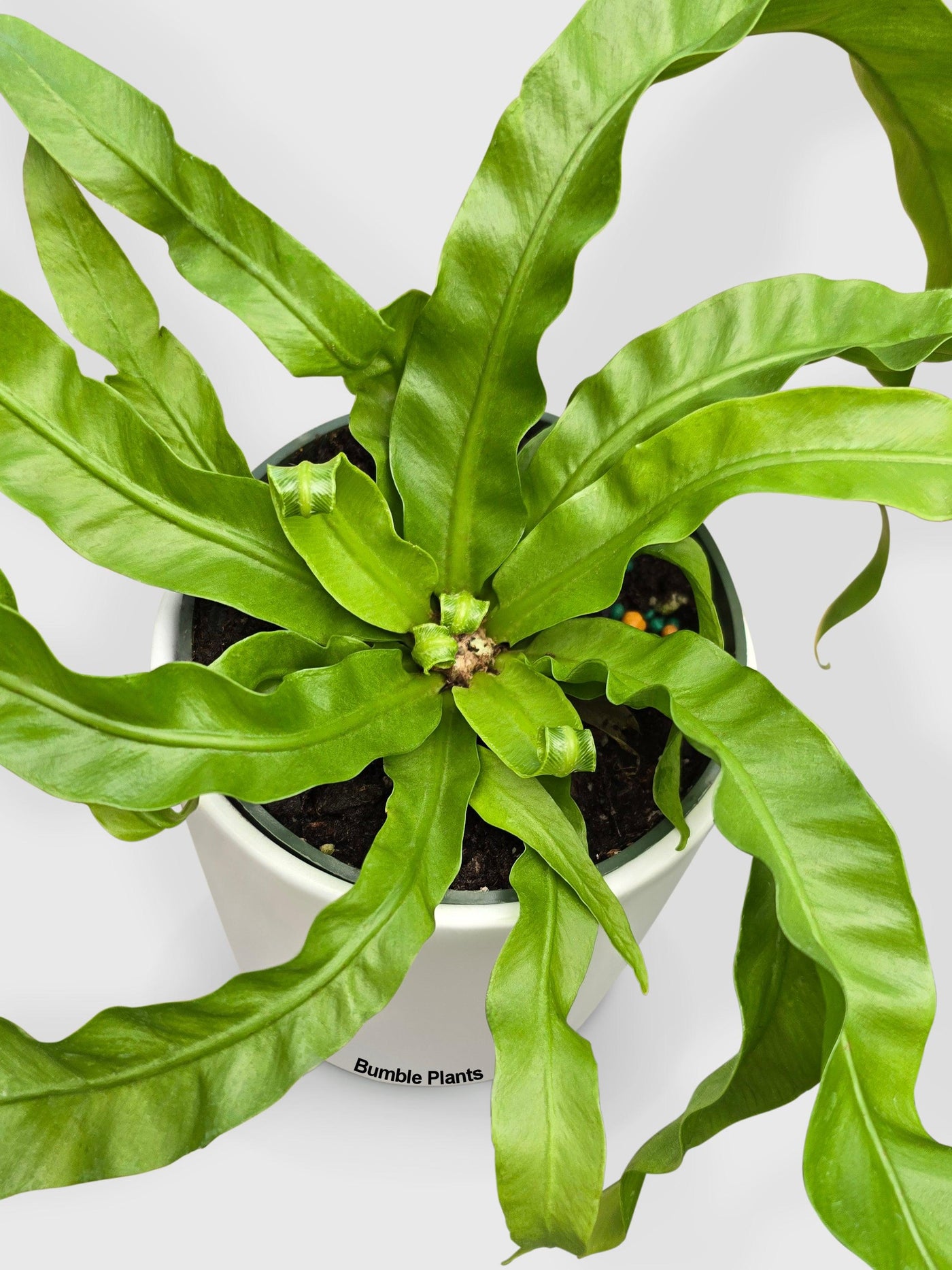 twisted bird's nest fern care Live Hurrican Bird's Nest Twisted Fern