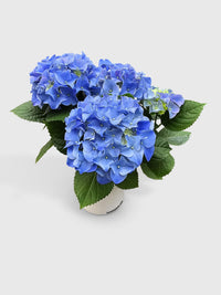 Hydrangea Flowering Plant - Bumble Plants