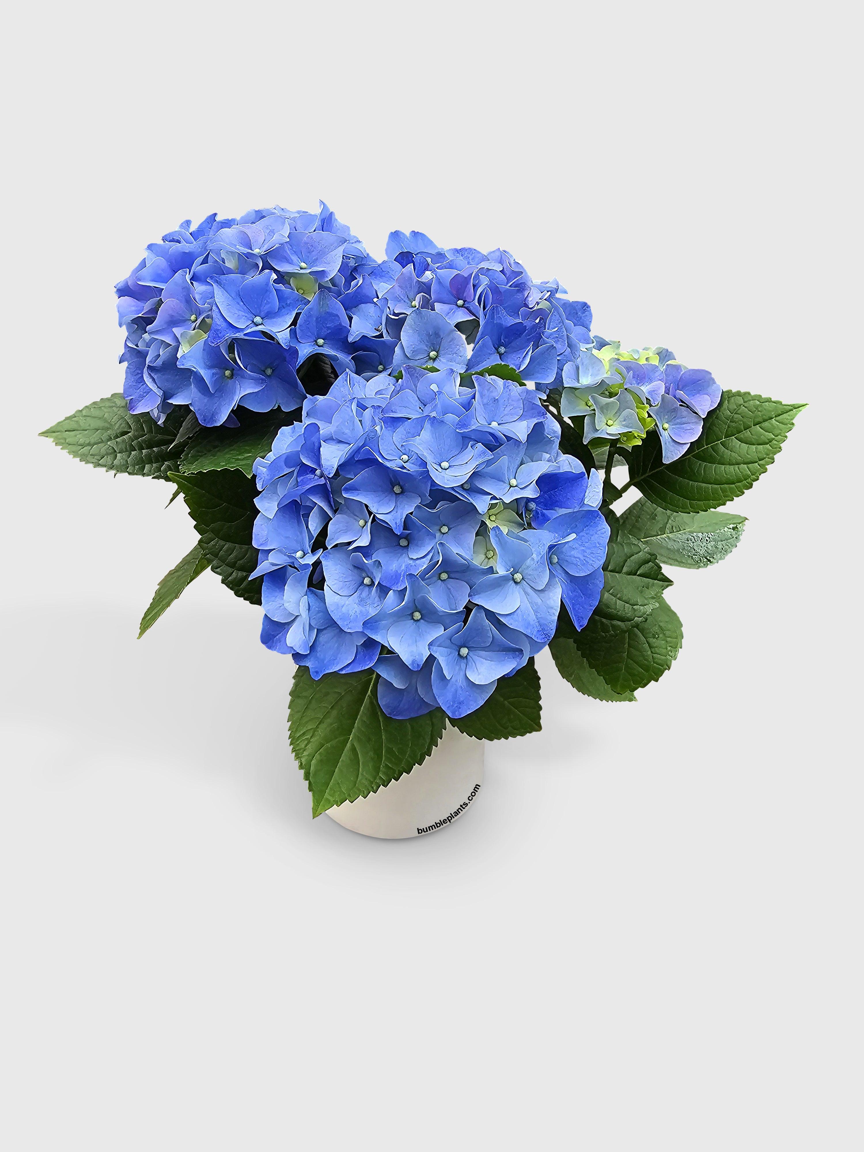 Hydrangea Flowering Plant - Bumble Plants