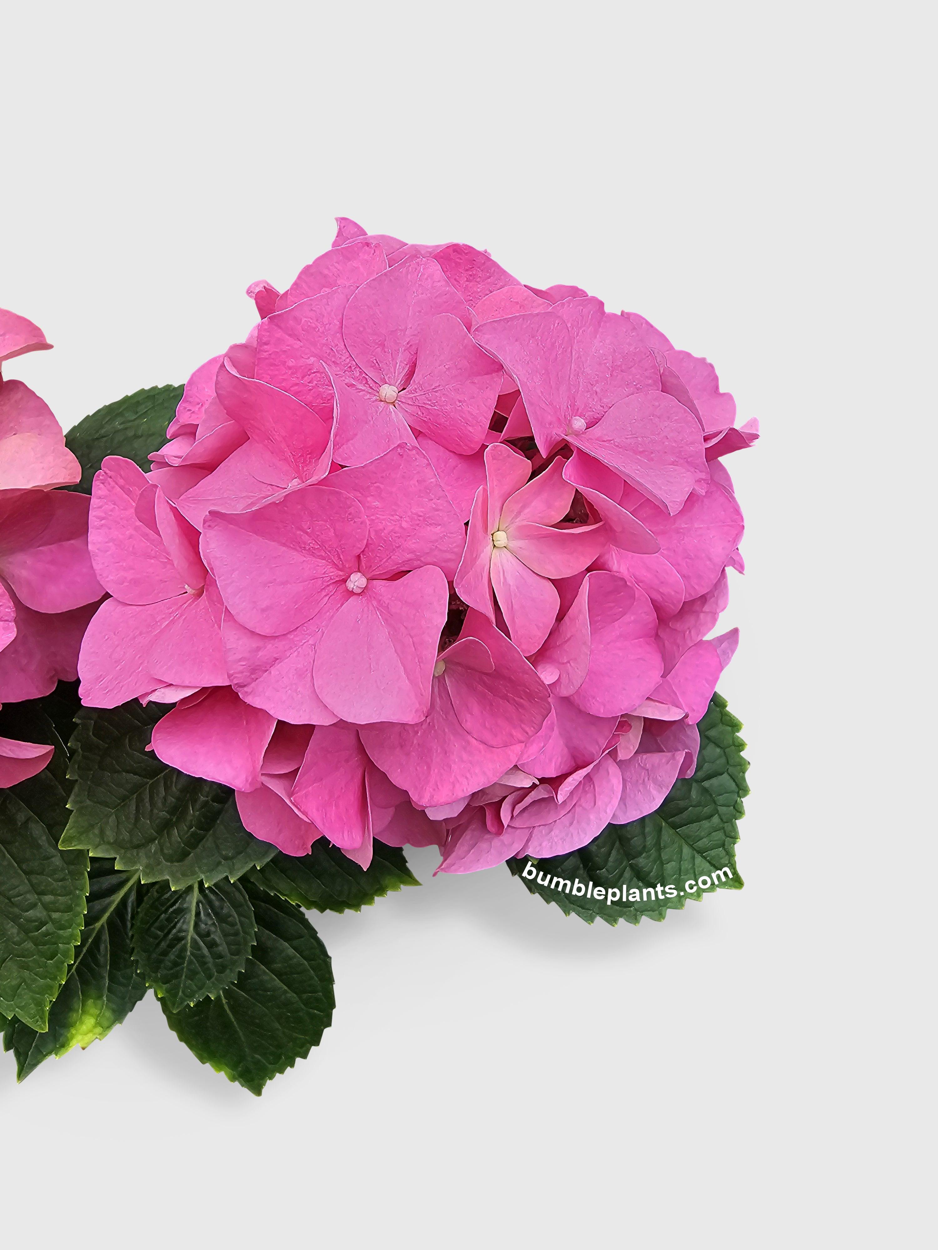 Hydrangea Flowering Plant - Bumble Plants