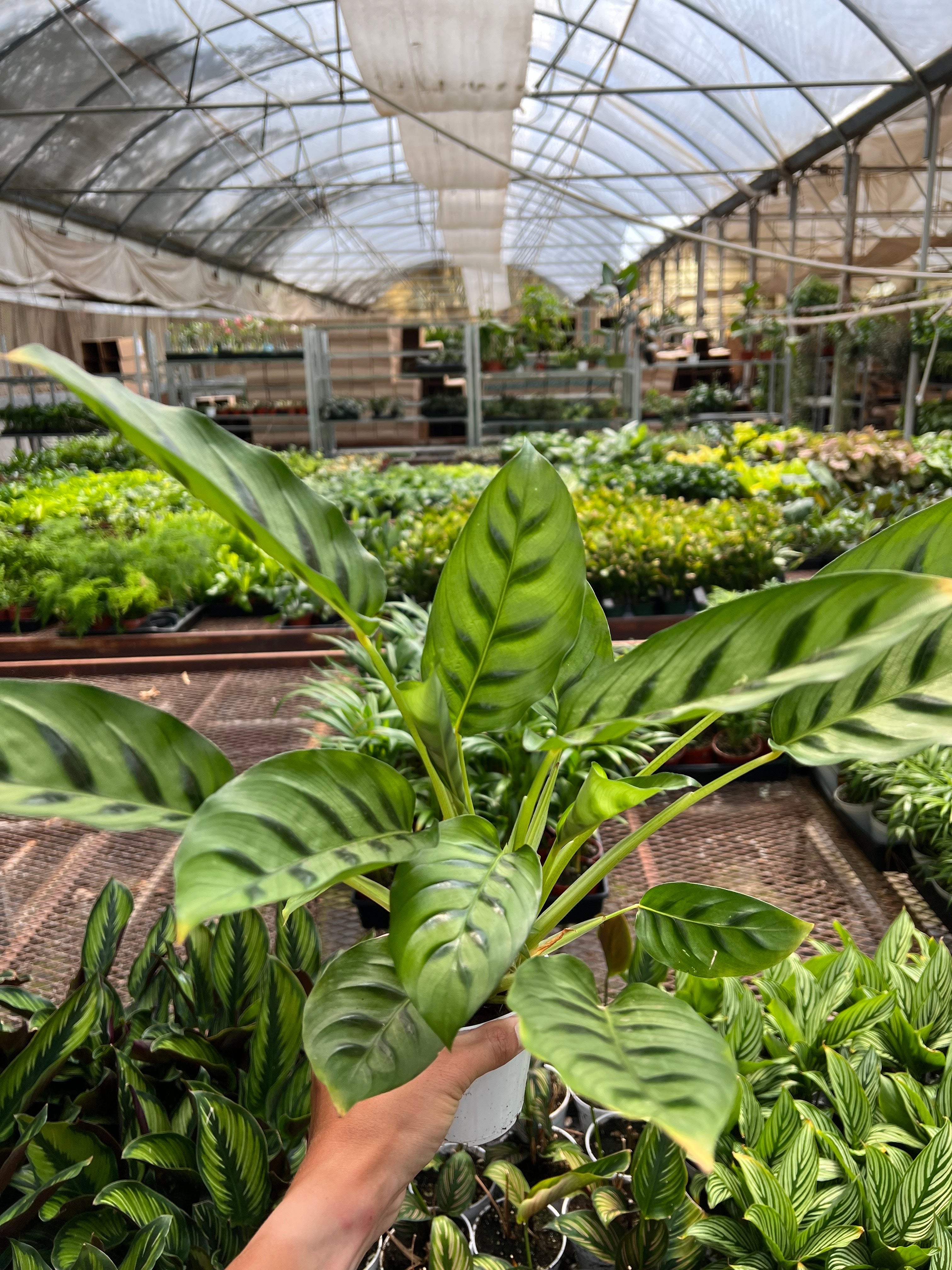 Calathea Leopardina Zebra Plant