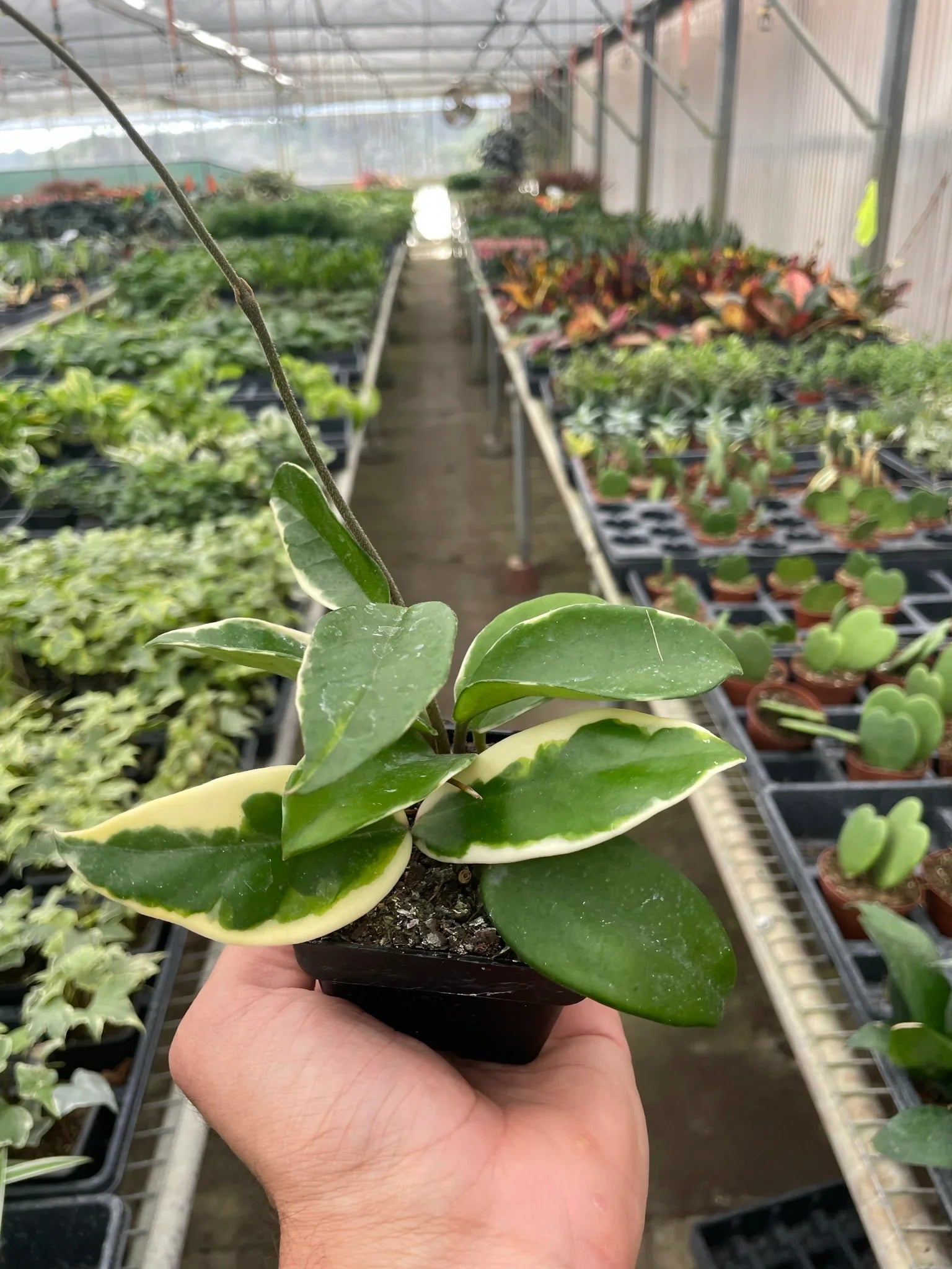 Variegated Hoya Carnosa Krimson Queen