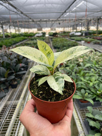 Ficus Elastica Shivereana "Moonshine"
