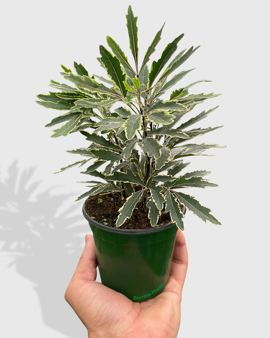 Aralia Bianca Variegata
