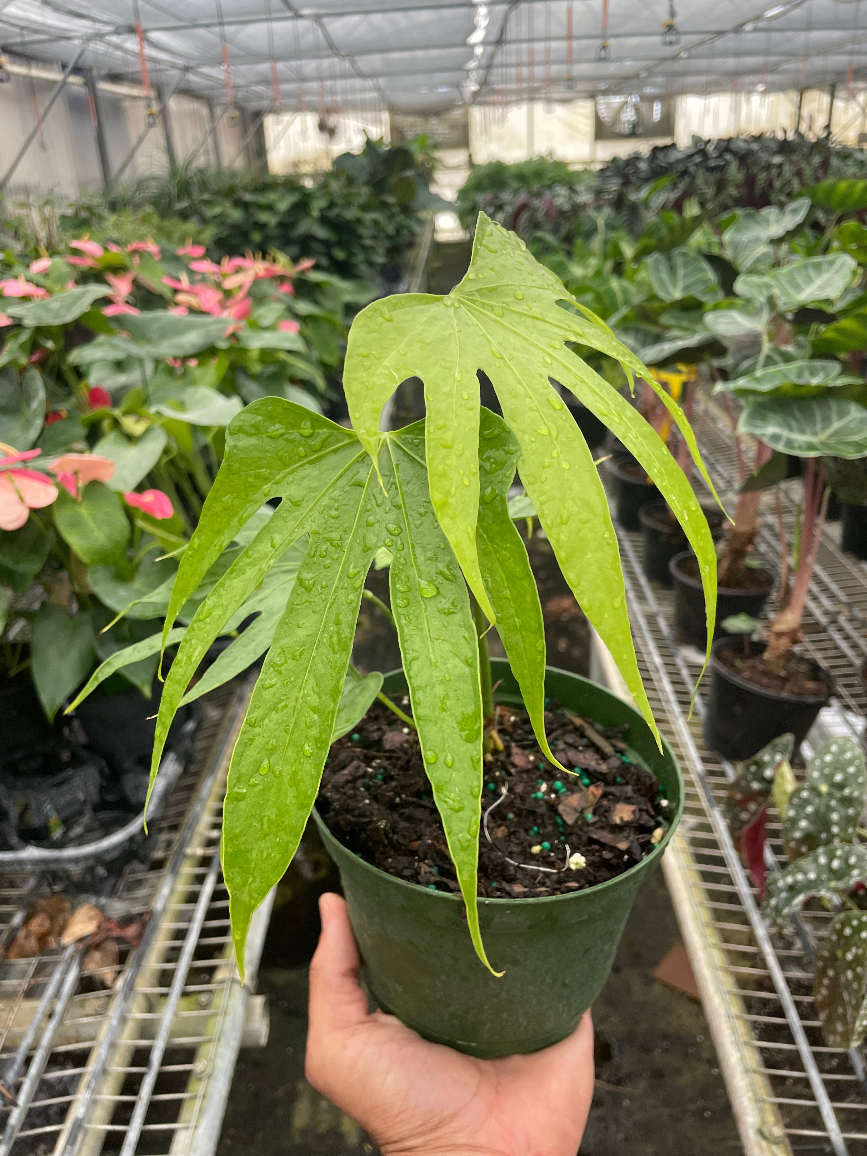 Anthurium Pedatoradiatum