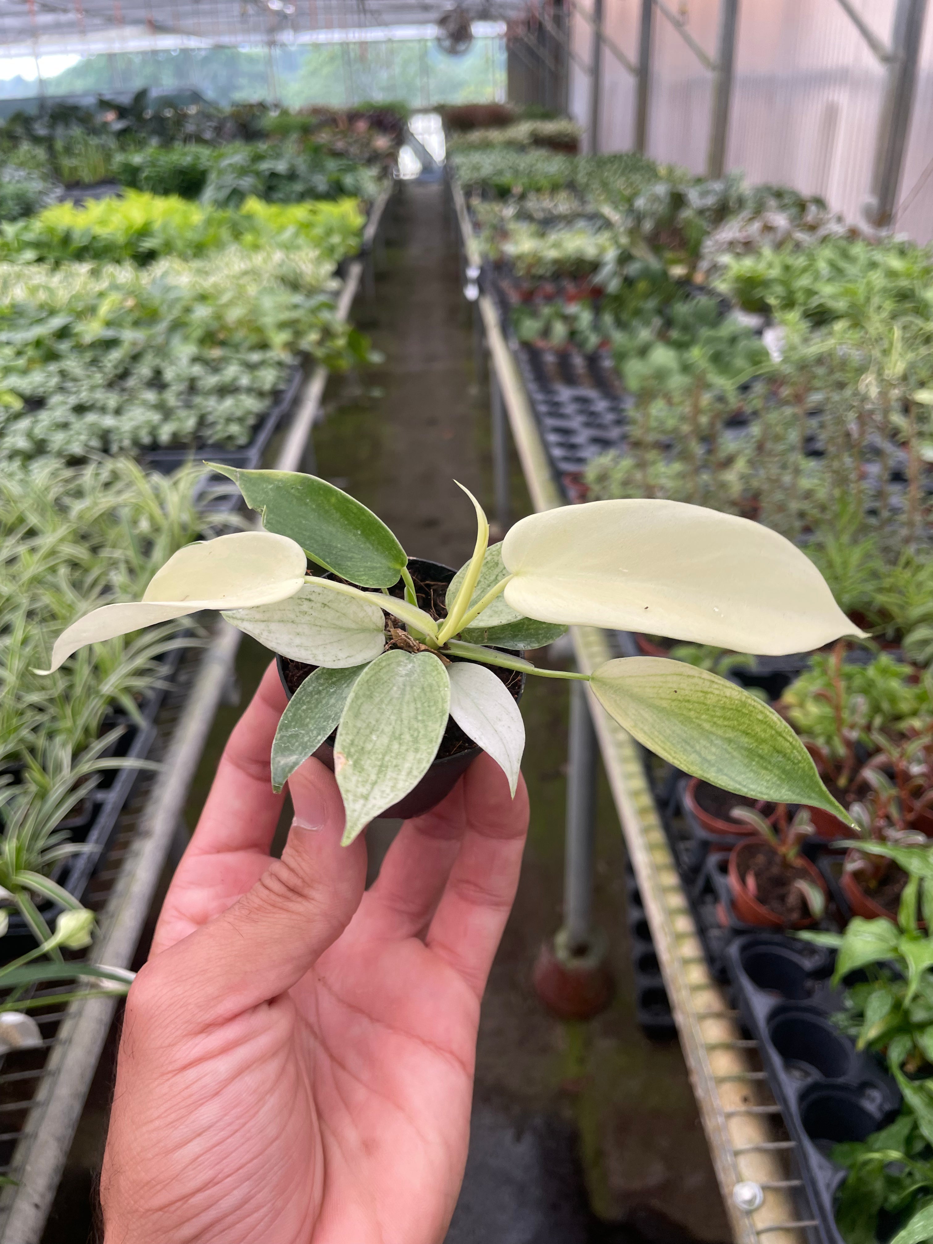 Philodendron Pedatum 'Florida Ghost'