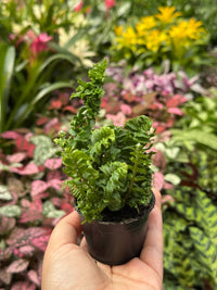 Nephrolepis Exaltata 'Emina' Fern