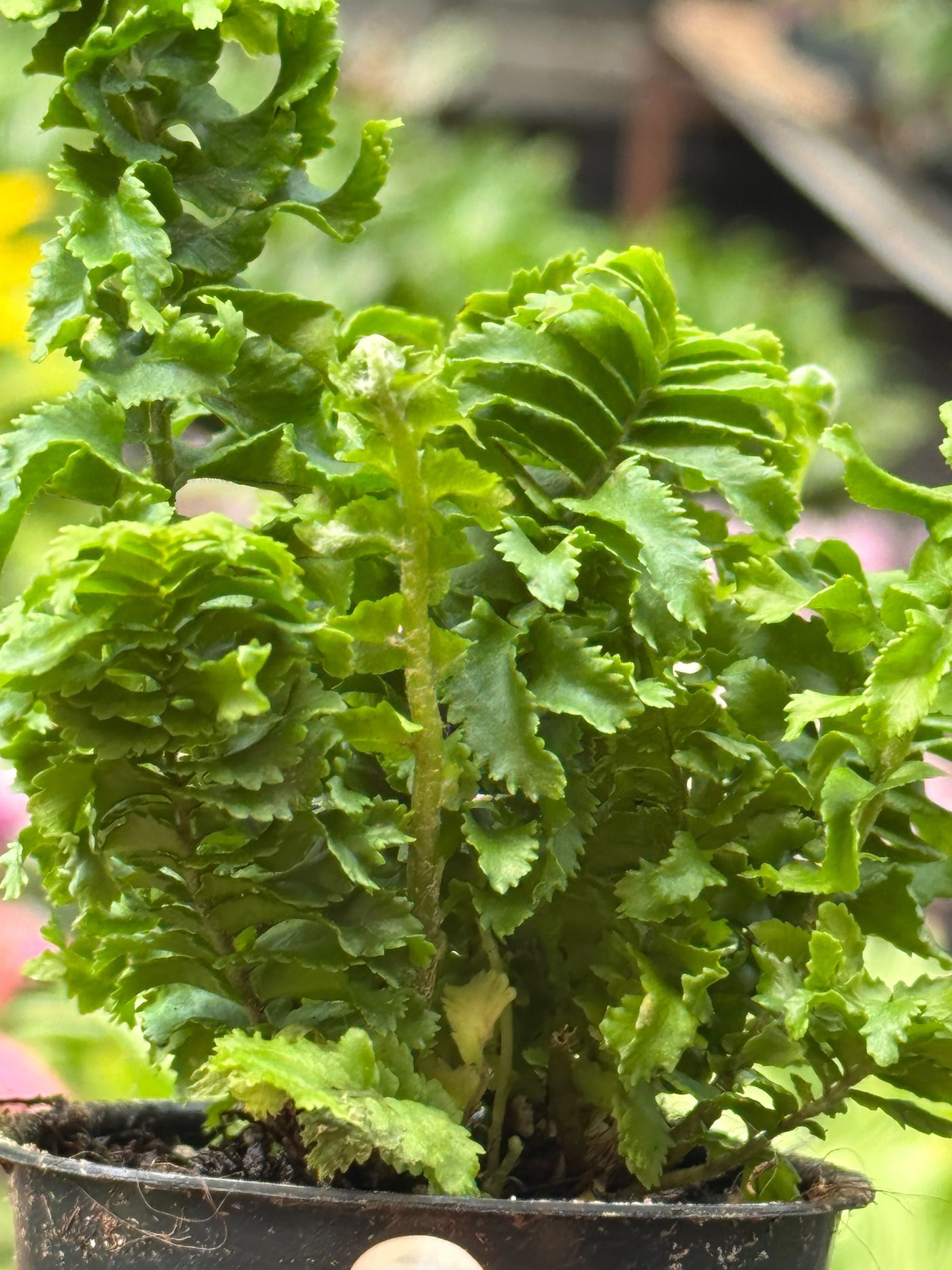 Nephrolepis Exaltata 'Emina' Fern