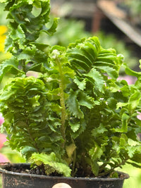 Nephrolepis Exaltata 'Emina' Fern