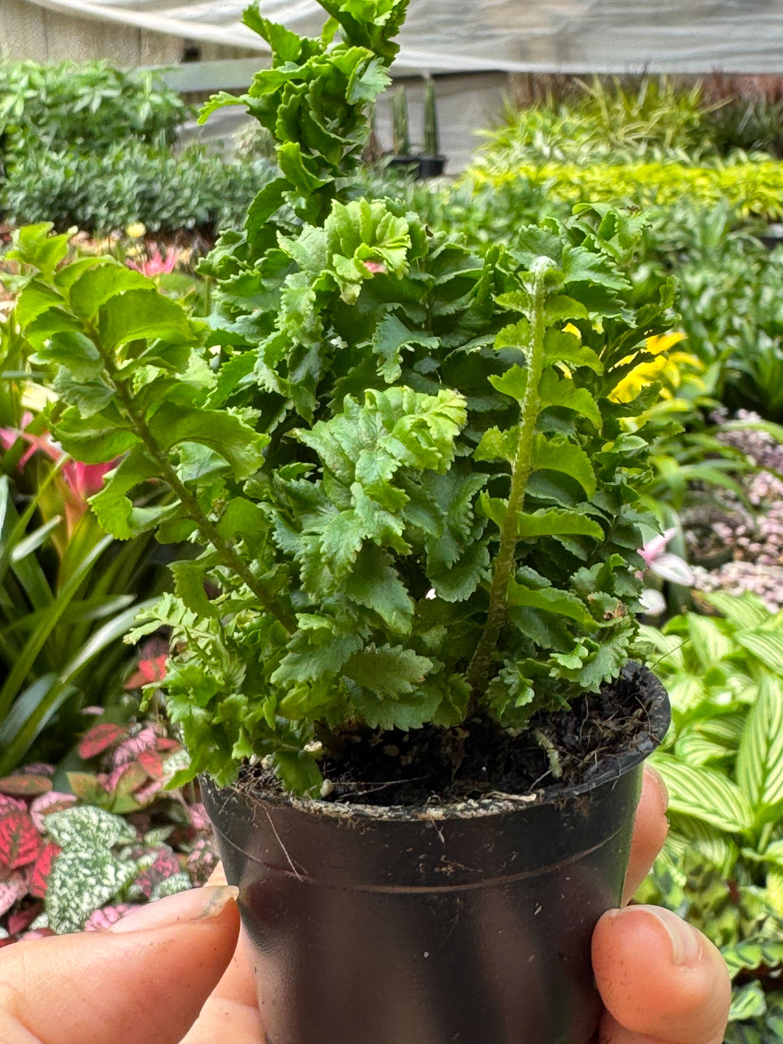 Nephrolepis Exaltata 'Emina' Fern