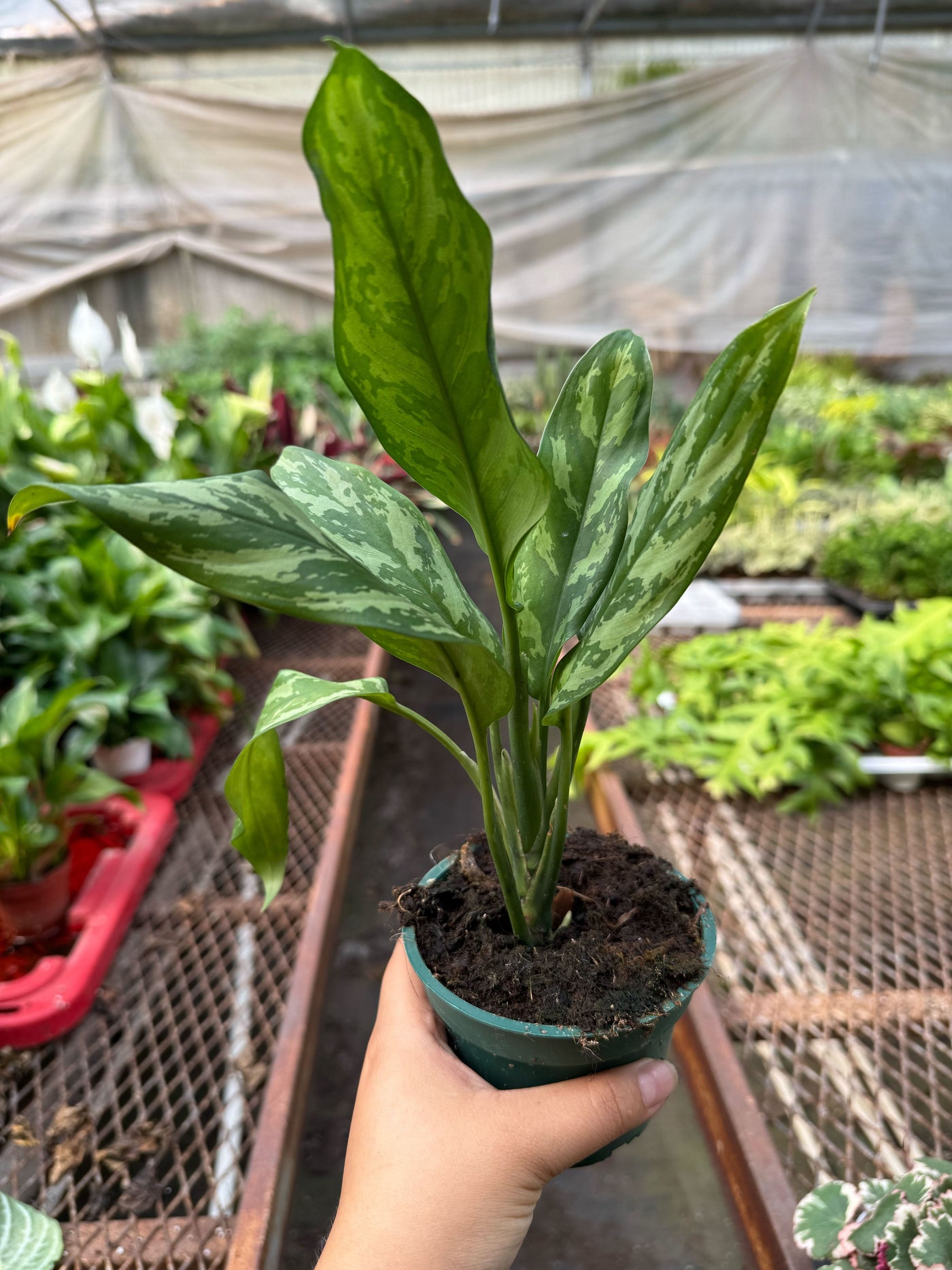 Aglaonema Chinese Evergreen 'Maria'