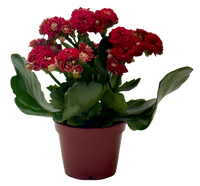 Kalanchoe 'Blossfeldiana'